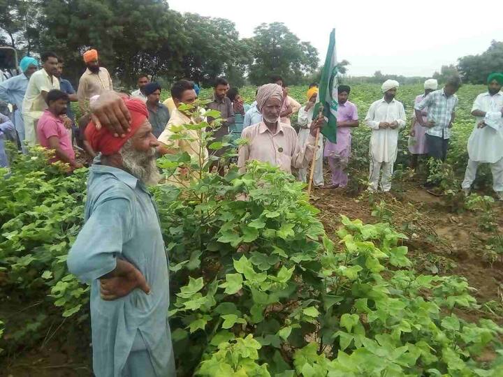 ਕਿਸਾਨ ਆਗੂ ਨੇ ਕਿਹਾ ਕਿ ਸਰਕਾਰਾਂ ਦੀਆ ਕਿਸਾਨ ਵਿਰੋਧੀ ਨੀਤੀਆਂ ਤੇ ਧਨਾਢ ਕੰਪਨੀਆਂ ਨਾਲ ਭਿਆਲੀ ਕਾਰਨ ਵਿਕਦੇ ਕੀਟਨਾਸ਼ਕਾਂ ਦਾ ਸਿੱਟਾ ਹੈ। ਇਸ ਕਾਰਨ ਚਿੱਟੀ ਮੱਖੀ ਦਾ ਹਮਲਾ ਰੁਕ ਨਹੀਂ ਰਿਹਾ। ਕਿਸਾਨ ਆਗੂਆਂ ਨੇ ਕਿਹਾ ਕਿ ਜੇਕਰ ਇਸ ਮਸਲੇ ਦਾ ਹੱਲ ਨਹੀਂ ਕੀਤਾ ਗਿਆ ਤਾਂ 13 ਅਗਸਤ ਦੀ ਬਲਾਕ ਪੱਧਰੀ ਮੀਟਿੰਗ ਕਰ ਕੇ ਖੇਤੀ ਵਿਭਾਗ ਦੇ ਖ਼ਿਲਾਫ਼ ਤਿੱਖੇ ਸੰਘਰਸ਼ ਦਾ ਐਲਾਨ ਕੀਤਾ ਜਾਵੇਗਾ। 