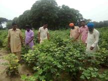 ਚਿੱਟੀ ਮੱਖੀ ਨੂੰ ਨਾ ਰੋਕ ਸਕੀ ਕੈਪਟਨ ਦੀ ਫੌਜ, ਕਿਸਾਨ ਫਸਲਾਂ ਵਹੁਣ ਲੱਗੇ