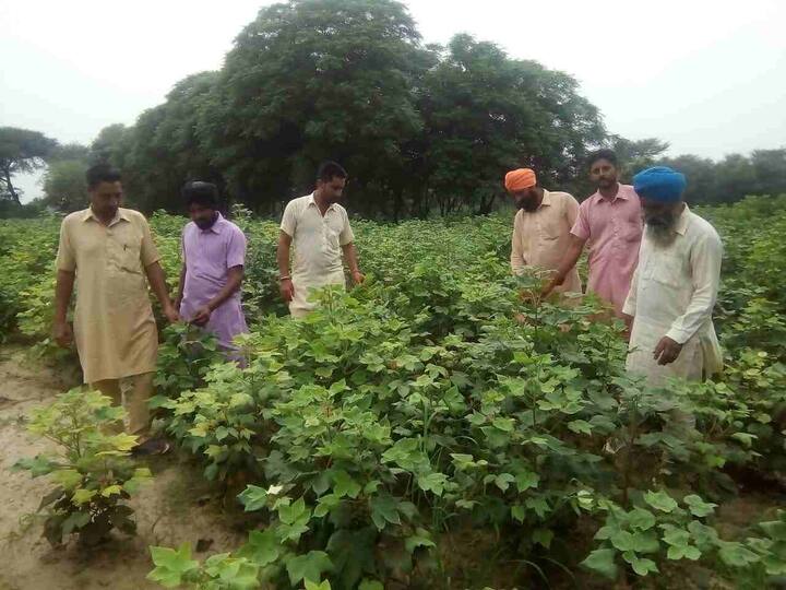 ਮਾਨਸਾ: ਇੱਥੋਂ ਥੋੜ੍ਹੀ ਦੂਰ ਪਿੰਡ ਖ਼ਿਆਲਾਂ ਕਲਾ ਦੇ ਕਿਸਾਨ ਮਲਕੀਤ ਸਿੰਘ ਪੁੱਤਰ ਨਹਾਰ ਸਿੰਘ ਨੇ ਆਪਣੀ ਡੇਢ ਏਕੜ ਨਰਮੇ ਦੀ ਫ਼ਸਲ ਵਾਹ ਦਿੱਤੀ ਹੈ। ਕਿਸਾਨ ਨੇ ਖੇਤੀ ਵਿਭਾਗ ਦੇ ਅਧਿਕਾਰੀਆਂ ਵੱਲੋਂ ਦੋ ਦਿਨ ਪਹਿਲਾਂ ਲਿਖੀ ਦਵਾਈ ਦਾ ਛਿੜਕਾਅ ਕੀਤਾ ਗਿਆ ਸੀ ਪਰ ਉਸ ਨਾਲ ਵੀ ਚਿੱਟੀ ਮੱਖੀ 'ਤੇ ਕੋਈ ਅਸਰ ਨਹੀਂ ਹੋਇਆ। ਜਦੋਂ ਕੋਈ ਹੀਲਾ ਨਾ ਬਚਿਆ ਤਾਂ ਉਸ ਨੇ ਮਜਬੂਰਨ ਆਪਣੀ ਫ਼ਸਲ ਵਾਹ ਦਿੱਤੀ।