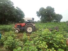 ਚਿੱਟੀ ਮੱਖੀ ਨੂੰ ਨਾ ਰੋਕ ਸਕੀ ਕੈਪਟਨ ਦੀ ਫੌਜ, ਕਿਸਾਨ ਫਸਲਾਂ ਵਹੁਣ ਲੱਗੇ