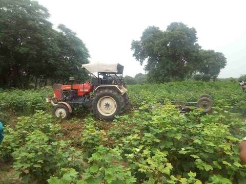 ਚਿੱਟੀ ਮੱਖੀ ਨੂੰ ਨਾ ਰੋਕ ਸਕੀ ਕੈਪਟਨ ਦੀ ਫੌਜ, ਕਿਸਾਨ ਫਸਲਾਂ ਵਹੁਣ ਲੱਗੇ ਚਿੱਟੀ ਮੱਖੀ ਨੂੰ ਨਾ ਰੋਕ ਸਕੀ ਕੈਪਟਨ ਦੀ ਫੌਜ, ਕਿਸਾਨ ਫਸਲਾਂ ਵਹੁਣ ਲੱਗੇ