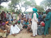 ਚਿੱਟੀ ਮੱਖੀ ਨੂੰ ਨਾ ਰੋਕ ਸਕੀ ਕੈਪਟਨ ਦੀ ਫੌਜ, ਕਿਸਾਨ ਫਸਲਾਂ ਵਹੁਣ ਲੱਗੇ