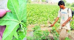 ਹੁਣ ਭੂਰੀ ਜੂੰ ਨੇ ਕਿਸਾਨਾਂ ਦੀ ਉਡਾਈ ਨੀਂਦ,ਡੀਲਰਾਂ ਦੇ ਗੱਲੇ ਭਰਨ ਲੱਗੀ