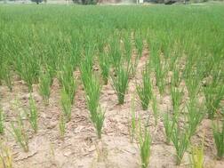 ਪਾਵਰਕੌਮ ਦੇ ਦਾਅਵਿਆਂ ਦੀ ਖੁੱਲ੍ਹੀ ਪੋਲ