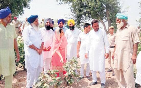 ਬੀਬੀ ਬਾਦਲ ਨੇ ਵੀ ਚਿੱਟੀ ਮੱਖੀ ਦੇ ਮਾਰੇ ਖੇਤਾਂ ਦਾ ਕੀਤਾ ਦੌਰਾ