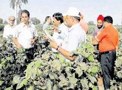 ਮੋਦੀ ਦੀ ਟੀਮ ਨੂੰ ਵੀ ਨਹੀਂ ਦਿਖੀ ਚਿੱਟੀ ਮੱਖੀ..