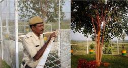 ਭਾਰਤ ਦਾ ਵੀਆਈਪੀ ਰੁੱਖ, 24 ਘੰਟੇ ਸੁਰੱਖਿਆ, 15 ਲੱਖ ਖਰਚ