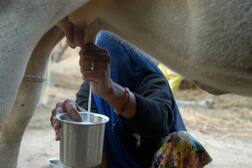 ਬੱਚਿਆਂ ਨੂੰ ਭੁੱਲ਼ ਕੇ ਵੀ ਨਾ ਪਿਆਇਓ ਗਾਂ ਦਾ ਦੁੱਧ