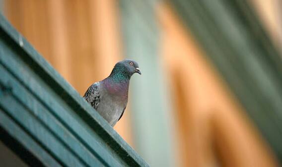 ਕਬੂਤਰ ਬਿਨਾ ਟਿਕਟ ਕਰੇ ਰਿਹਾ ਸੀ ਸਫਰ, ਠੋਕਿਆ ਜ਼ੁਰਮਾਨਾ