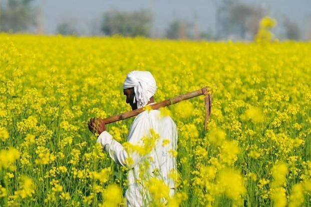 Gm Mustard Centre Tells Supreme Court It Is Still To Take A Final Decision On Rollout ਜੀਐੱਮ ਸਰ੍ਹੋਂ ਦੀ ਖੇਤੀ ਲਈ ਹਾਲੇ ਤੱਕ ਮਨਜ਼ੂਰੀ ਨਹੀਂ