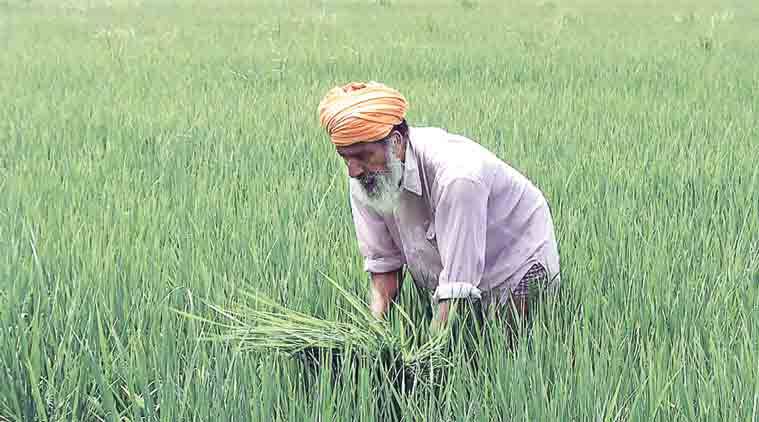 Paddy MSP hiked by Rs 65 per quintal, farmers are not happy ਝੋਨੇ ਦੇ ਭਾਅ 'ਚ ਨਿਗੂਣੇ ਵਾਧੇ ਤੋਂ ਕਿਸਾਨ ਨਹੀਂ ਖੁਸ਼, ਕੈਪਟਨ ਨੂੰ ਵੀ ਮੋਦੀ ਸਰਕਾਰ 'ਤੇ ਇਤਰਾਜ਼