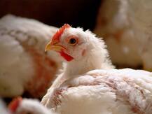 ਸਾਵਧਾਨ! ਭੁੱਲ ਕੇ ਵੀ ਨਾ ਖਾਇਓ ਇਸ ਤਰ੍ਹਾਂ ਦੇ ਮੁਰਗੇ ਤੇ ਅੰਡੇ