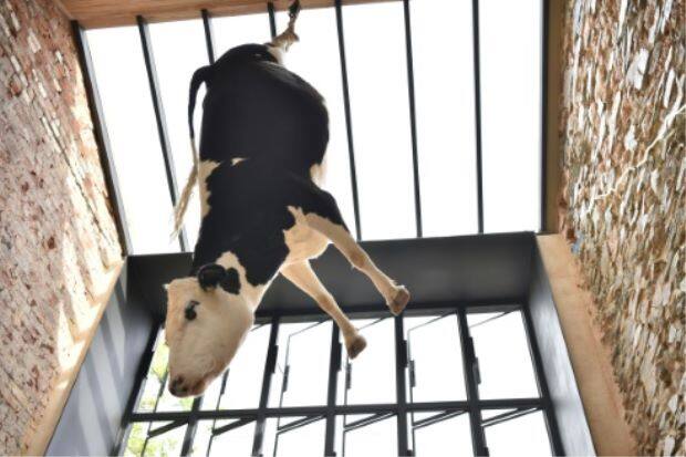 ਆਲੋਚਨਾਂ ਦਾ ਜਵਾਬ ਦਿੰਦਿਆਂ ਰੈਸਟੋਰੈਂਟ ਦੇ ਮਾਲਕ ਫੈਡਰਿਕੋ ਅਤੇ ਮੈਲੀਸਾ ਪਿਸਨੇਲੀ ਕਿਹਾ ਕਿ ਉਨ੍ਹਾਂ ਨੇ ਲੋਕਾਂ ਨੂੰ ਜਾਨਵਰਾਂ ਪ੍ਰਤੀ ਵਧੇਰੇ ਸੰਵੇਦਨਸ਼ੀਲ ਬਣਾਉਣ ਲਈ ਗਾਂ ਨੂੰ ਉਲਟਾ ਲਟਕਾਇਆ ਸੀ।