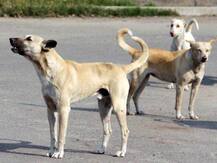 ਖੁਲਾਸਾ : ਇੱਕ ਕੁੱਤਾ ਦੂਜੇ ਕੁੱਤੇ ਨੂੰ ਵੇਖ ਕਿਉਂ ਭੌਂਕਦਾ?