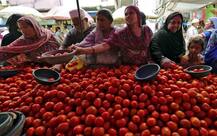 ਟਮਾਟਰ 300 ਰੁਪਏ ਕਿੱਲੋ ! 