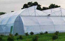 ਪੋਲੀ ਹਾਊਸ ਤੇ ਨੈੱਟ ਹਾਊਸ ਨੇ ਕੀਤੇ ਕਿਸਾਨਾਂ ਦੇ ਵਾਰੇ-ਨਿਆਰੇ