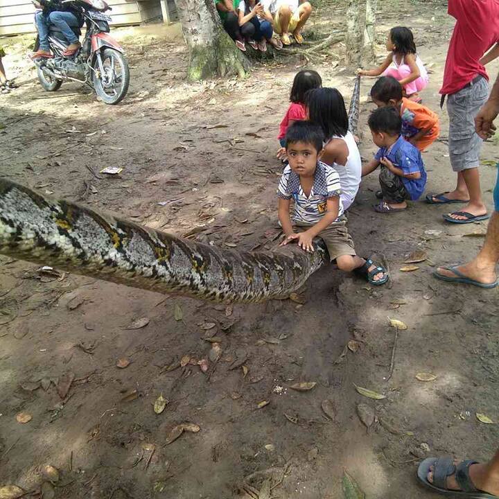 ਫਿਲੀਪੀਨਜ਼ ਤੇ ਇੰਡੋਨੇਸ਼ੀਆ ਵਿੱਚ 20 ਫੁੱਟ ਤਕ ਲੰਮੇ ਅਜਗਰਾਂ ਦਾ ਵੇਖਿਆ ਜਾਣਾ ਆਮ ਗੱਲ ਹੈ। ਉੱਥੋਂ ਦੇ ਲੋਕਾਂ ਲਈ ਇਨ੍ਹਾਂ ਦਾ ਸਾਹਮਣਾ ਕਰਨਾ ਆਮ ਜਿਹੀ ਗੱਲ ਹੈ।