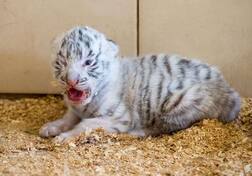 ਖਾਣਾ ਰੱਖਣ ਗਏ ਮੁਲਾਜ਼ਮ ਨੂੰ ਖਾ ਗਏ ਸ਼ੇਰ ਦੇ ਬੱਚੇ