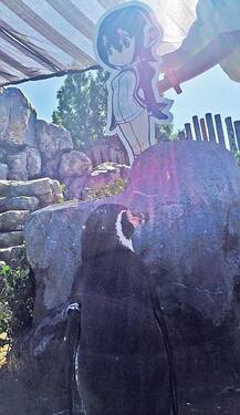 ਪੈਂਗੁਇਨ ਨੂੰ ਹੋ ਗਿਆ \'ਲੜਕੀ\' ਨਾਲ ਪਿਆਰ