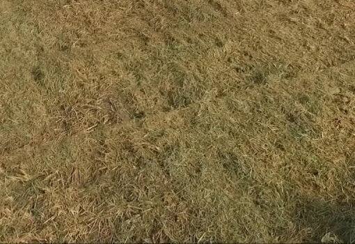 ਲਓ ਜੀ ਲੱਭ ਹੀ ਲਿਆ ਪਰਾਲੀ ਸਾੜਣ ਦਾ ਹੱਲ! Chone Di Parali ਲਓ ਜੀ ਲੱਭ ਹੀ ਲਿਆ ਪਰਾਲੀ ਸਾੜਣ ਦਾ ਹੱਲ!