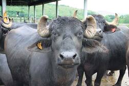 ਗੂਗਲ ਫੋਟੋ ਐਪ ਦਾ ਨਵਾਂ ਕਾਰਨਾਮਾ: ਲੱਭੇਗਾ ਤੁਹਾਡੇ ਗੁਆਚੇ ਪਸ਼ੂ