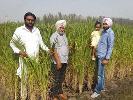 Progressive Farmer ਜਗਵਿੰਦਰ ਦੇ ਝੋਨੇ ਦੀ ਕੀਮਤ 500 ਰੁਪਏ ਪ੍ਰਤੀ ਕਿੱਲੋ