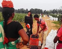 ਨੌਕਰੀ ਛੱਡ ਖੇਤੀ ਕੀਤੀ: 27 ਸਾਲਾ ਮੁਟਿਆਰ ਨੇ ਪਾਈ ਕਹਿੰਦੇ-ਕਹਾਉਂਦੇ ਕਿਸਾਨਾਂ ਨੂੰ ਮਾਤ