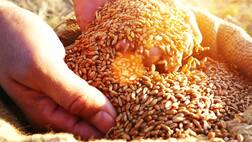 ਕਣਕ ਦੇ ਝਾੜ 'ਚ ਵਾਧੇ ਲਈ ਯੂਨੀਵਰਸਿਟੀ ਨੇ ਖੋਜ ਇਹ ਨਵੀਂ ਖਾਦ..ਜਾਣੋ