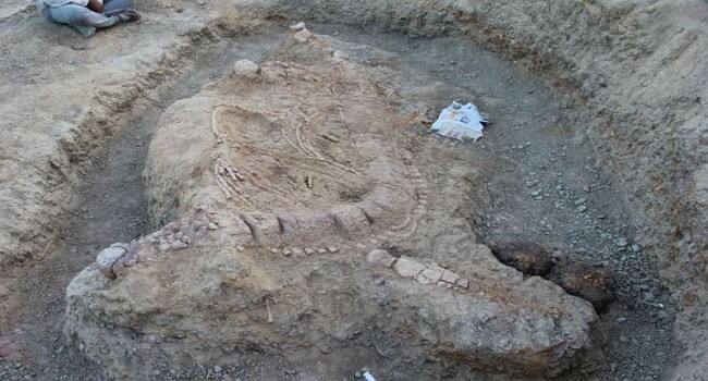 ਮੰਨਿਆ ਜਾ ਰਿਹਾ ਹੈ ਕਿ ਇਹ ਆਪਥਲਮੋਸੋਰੀਡੇ ਪਰਿਵਾਰ ਦਾ ਜੀਅ ਹੈ, ਜੋ ਕਰੀਬ 16.5 ਕਰੋੜ ਤੋਂ 9 ਕਰੋੜ ਸਾਲ ਪਹਿਲਾਂ ਧਰਤੀ 'ਤੇ ਰਹਿੰਦਾ ਸੀ। ਦਿੱਲੀ ਯੂਨੀਵਰਸਿਟੀ ਦੇ ਭੂ-ਗਰਭਸ਼ਾਸਤਰ ਵਿਭਾਗ ਦੇ ਗੁੰਟੂਪੱਲੀ ਪ੍ਰਸਾਦ ਅਨੁਸਾਰ, ਇਹ ਖੋਜ ਸਿਰਫ਼ ਇਸ ਲਈ ਮਹੱਤਵਪੂਰ ਨਹੀਂ ਕਿ ਇਹ ਪਹਿਲੀ ਵਾਰ ਭਾਰਤ ਵਿਚ ਇਚਥਿਓਸਰ ਹੋਣ ਦਾ ਪ੍ਰਮਾਣ ਮਿਲਿਆ ਹੈ, ਸਗੋਂ ਇਹ ਪਹਿਲੇ ਗੋਂਡਵਾਨਾ ਦੇ ਇੰਡੋ-ਮੈਡਗਾਸਕਨ ਖੇਤਰ 'ਚ ਇਚਥਿਓਸਰ ਦੇ ਵਿਕਾਲ ਅਤੇ ਵੱਖਰੇਵੇਂ 'ਤੇ ਚਾਨਣਾ ਪਾਉਂਦਾ ਹੈ।