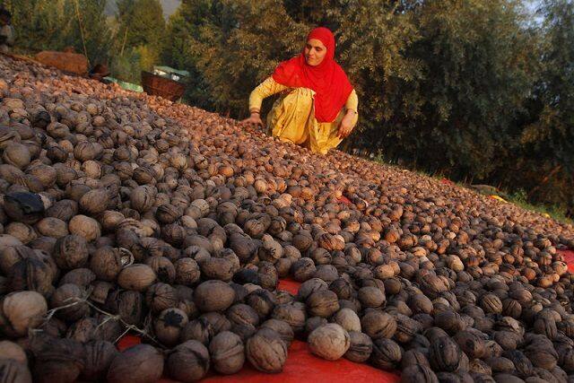 ਨਵੀਂ ਦਿੱਲੀ : ਸਿਰਫ਼ ਸਰਦੀਆਂ ਵਿਚ ਨਹੀਂ ਸਗੋਂ ਗਰਮੀਆਂ ਵਿਚ ਵੀ ਅਖਰੋਟ ਖਾਣ ਨਾਲ ਫ਼ਾਇਦਾ ਹੁੰਦਾ ਹੈ। ਇਸ ਗੱਲ ਦਾ ਖੁਲਾਸਾ 'ਰੋਗਾਂ ਦੀ ਰੋਕਥਾਮ ਅਤੇ ਸਿਹਤ ਲਈ ਅਖਰੋਟ ਦੇ ਫ਼ਾਇਦੇ' ਵਿਸ਼ੇ 'ਤੇ ਸੈਮੀਨਾਰ ਵਿੱਚ ਹੋਇਆ। 