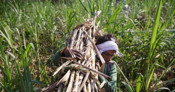 ਕੀਮਤ ਵਾਧੇ ਤੋਂ ਬਿਨਾ 15 ਨਵੰਬਰ ਤੋਂ  ਗੰਨੇ ਦੀ ਖ਼ਰੀਦ ਕਰਨ ਦੇ ਨਿਰਦੇਸ਼