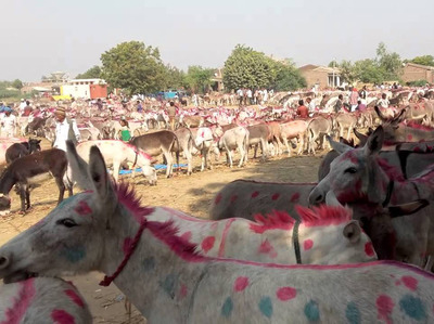 ਜਦੋਂ ਹਰੀ ਓਮ ਤੋਂ ਪੁੱਛਿਆ ਗਿਆ ਕਿ ਗਧਿਆਂ ਦਾ ਨਾਮ ਜੇਲ ਵਿੱਚ ਬੰਦ ਰਾਮ ਰਹੀਮ ਸਿੰਘ ਅਤੇ ਹਨੀਪ੍ਰੀਤ ਦੇ ਨਾਮ ਉੱਤੇ ਕਿਉਂ ਰੱਖਿਆ ਤਾਂ ਉਸ ਨੇ ਕਿਹਾ ਕਿ ਮੈਂ ਸੰਦੇਸ਼ ਦੇਣਾ ਚਾਹੁੰਦਾ ਸੀ ਕਿ ਦੋਵਾਂ ਲੋਕਾਂ ਨੂੰ ਆਪਣੇ ਕੀਤੇ ਦੀ ਕੀਮਤ ਚੁਕਾਉਣੀ ਹੋਵਗੀ।