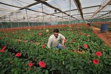 ਕਦੇ ਮਿਲਦੀ ਸੀ 1000 ਰੁਪਏ ਤਨਖਾਹ, ਫੁੱਲਾਂ ਦੀ ਖੇਤੀ ਕਰਕੇ ਬਣਿਆ ਕਰੋੜਪਤੀ