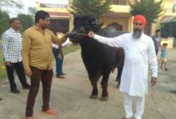 21 ਲੱਖ 'ਚ ਵਿਕਿਆ ਪੰਜਾਬ ਦਾ ਸਭ ਤੋਂ ਮਹਿੰਗਾ ਝੋਟਾ 'ਸੁਰਬੀਰ'