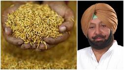 ਕੈਪਟਨ ਵਲੋਂ ਝੋਨੇ ਦੀ ਲਟਕੀ ਰਕਮ 48 ਘੰਟੇ 'ਚ ਦੇਣ ਦੇ ਨਿਰਦੇਸ਼