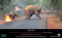 ਹਾਥੀ ਦੀ ਇਸ ਤਸਵੀਰ ਨੇ ਜਿੱਤਿਆ ਐਵਾਰਡ, ਕਾਰਨ ਜਾਣਕੇ ਹੋ ਜਾਵੋਗੇ ਹੈਰਾਨ...