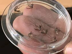 ਡੇਂਗੂ ਦੇ ਮਰੀਜ਼ਾਂ 'ਚ ਮੋਹਾਲੀ ਪਹਿਲੇ ਨੰਬਰ 'ਤੇ...