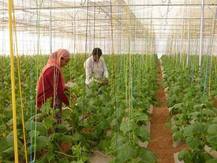 ਜਿੱਥੇ ਪੀਣ ਨੂੰ ਪਾਣੀ ਨਹੀਂ, ਉੱਥੇ ਖੇਤੀ ਤੋਂ ਹੁੰਦੀ 10 ਲੱਖ ਰੁ. ਸਾਲਾਨਾ ਕਮਾਈ