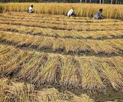 ਪੰਜਾਬ 'ਚ ਇੱਥੇ ਨਹੀਂ ਲੱਗਦੀ ਪਰਾਲੀ ਨੂੰ ਅੱਗ