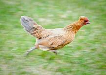 ਆਦਮੀ ਨੇ ਮੁਰਗੀ ਨਾਲ ਬਣਾਏ ਸਬੰਧ, ਮੁਰਗੀ ਦੀ ਮੌਤ ਮਗਰੋਂ ਕੈਦ