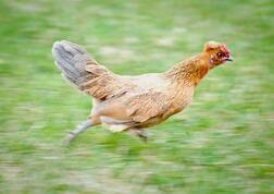 ਨੌਜਵਾਨ ਨੇ ਕੀਤਾ ਕੁੱਕੜੀ ਦਾ ਸਰੀਰਕ ਸੋਸ਼ਣ, ਕੁੱਕੜੀ ਦੀ ਮੌਤ, ਪਰਚਾ ਦਰਜ