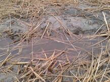 ਮੀਂਹ ਨੇ ਪ੍ਰਦੂਸ਼ਨ ਨੂੰ ਝੰਭਿਆ, ਕਿਸਾਨਾਂ ਲਈ ਬਿਪਤਾ ਵਧੀ!