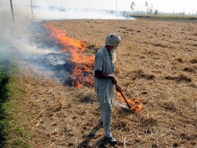 paddy stubble burn in fields ਦੁਸਹਿਰੇ ਤੋਂ ਪਹਿਲਾਂ ਹੀ ਖੇਤਾਂ 'ਚ ਲਟ-ਲਟ ਮੱਚਣ ਲੱਗੇ ਭਾਂਬੜ