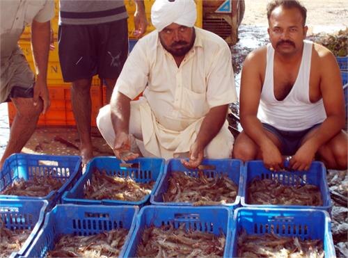 subsidy on Jhinga fish farming ਝੀਂਗਾ ਮੱਛੀ ਨੇ ਕੀਤੇ ਕਿਸਾਨ ਮਾਲੋਮਾਲ, ਸਰਕਾਰੀ ਵੱਲੋਂ ਸਬਸਿਡੀ ਦਾ ਐਲਾਨ