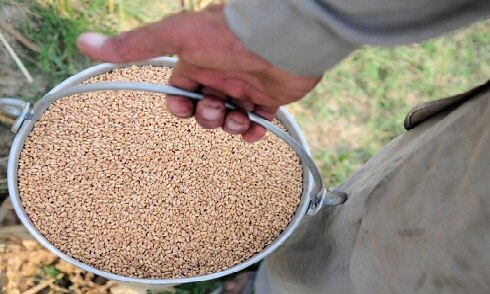 wheat crop ਕਰਜ਼ੇ ਦੇ ਮਾਰੇ ਮਾਲਵੇ ਦੇ ਕਿਾਸਨਾਂ ਨੂੰ ਇੱਕ ਹੋਰ ਝਟਕਾ