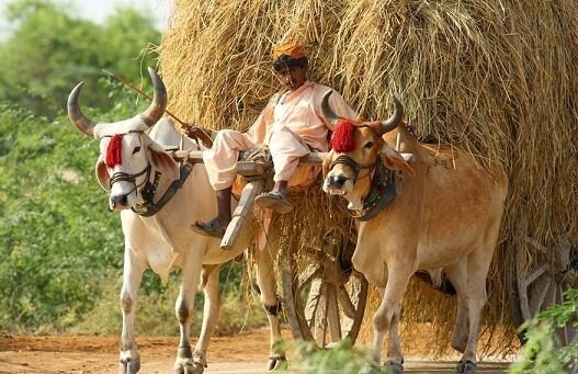 paddy straw ੇ ਲਉ ਜੀ ਹੁਣ ਪਰਾਲੀ ਹੀ ਕਰੇਗੀ ਪ੍ਰਦੂਸ਼ਣ ਦਾ ਹੱਲ..