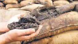 ਪੰਜਾਬ 'ਚ ਪੰਜ ਲੱਖ ਟਨ ਕਣਕ ਖਰਾਬ, ਨਿਲਾਮੀ ਦੀ ਤਿਆਰੀ..