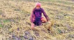 ਪਰਾਲੀ ਨੂੰ ਅੱਗ ਲਾਏ ਬਿਨਾਂ ਬੀਜੀ ਕਣਕ ਨੂੰ ਲੱਗੀ ਬਿਮਾਰੀ...