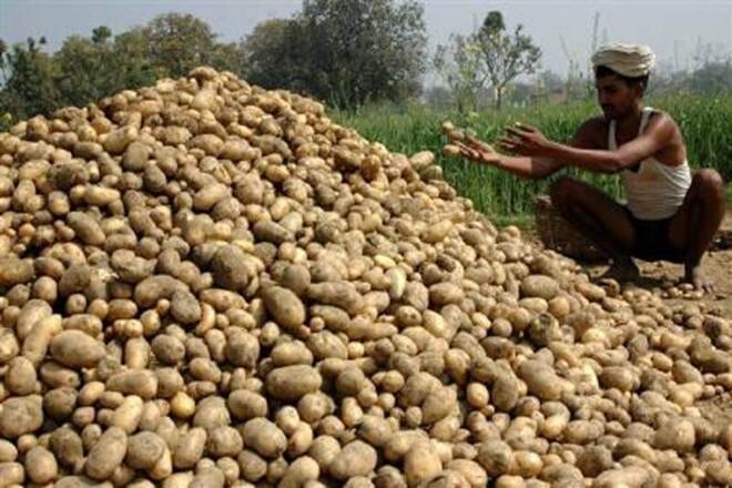 potato price only 25 paisa per kg ਕੋਈ 25 ਪੈਸੇ ਕਿੱਲੋ ਨੂੰ ਵੀ ਨਹੀਂ ਖਰੀਦ ਰਿਹਾ ਕਿਸਾਨਾਂ ਦੇ ਆਲੂ, ਅੱਕ ਕੇ ਮੁਫਤ ਵੰਡੇ