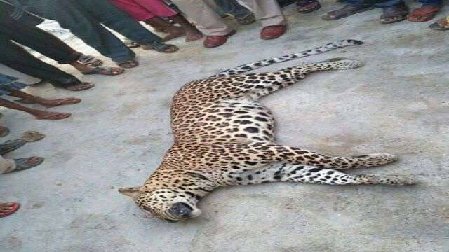 ਜੰਗਲਾਤ ਵਿਭਾਗ ਦੀ ਟੀਮ ਤਾਂ ਆ ਗਈ ਪਹੁੰਚ ਗਈ ਪਰ ਟ੍ਰੈਂਕੁਲਾਈਜ਼ਰ ਗੰਨ ਨਾ ਹੋਣ ਕਾਰਨ ਤੇਂਦੁਏ ਨੂੰ ਬੇਹੋਸ਼ ਕਰਨ ਵਿੱਚ ਕਰੀਬ ਛੇ ਘੰਟੇ ਦਾ ਸਮਾਂ ਲੱਗ ਗਿਆ। 